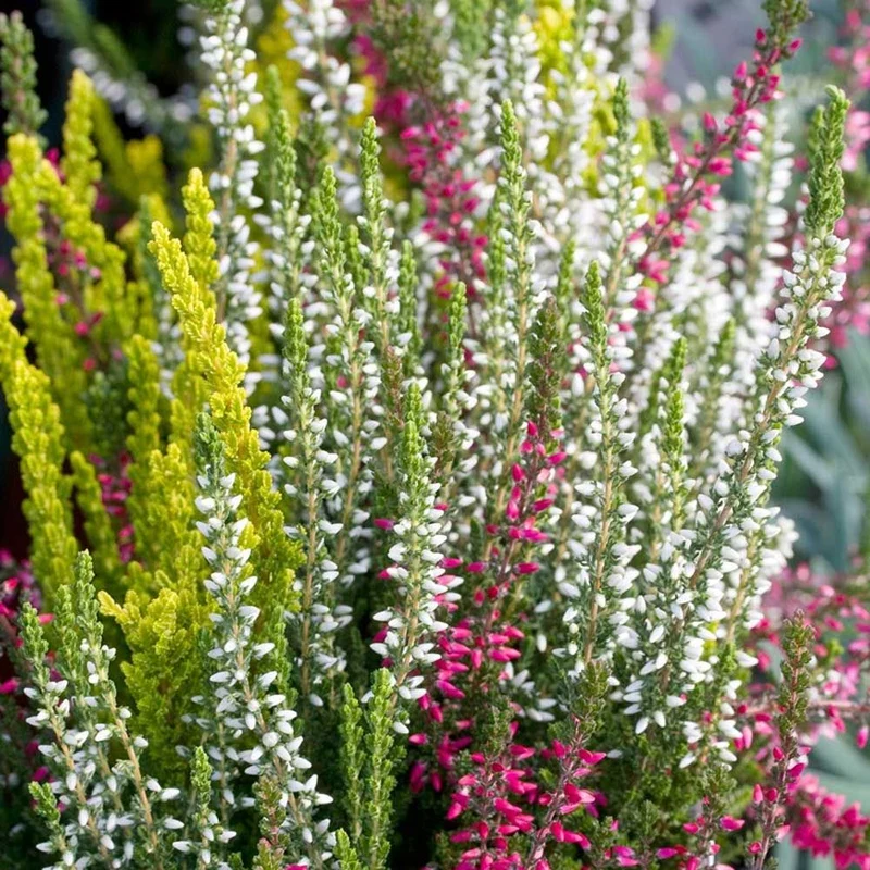 CALLUNA VULGARIS TRICOLOR IN VASO DA 12CM
