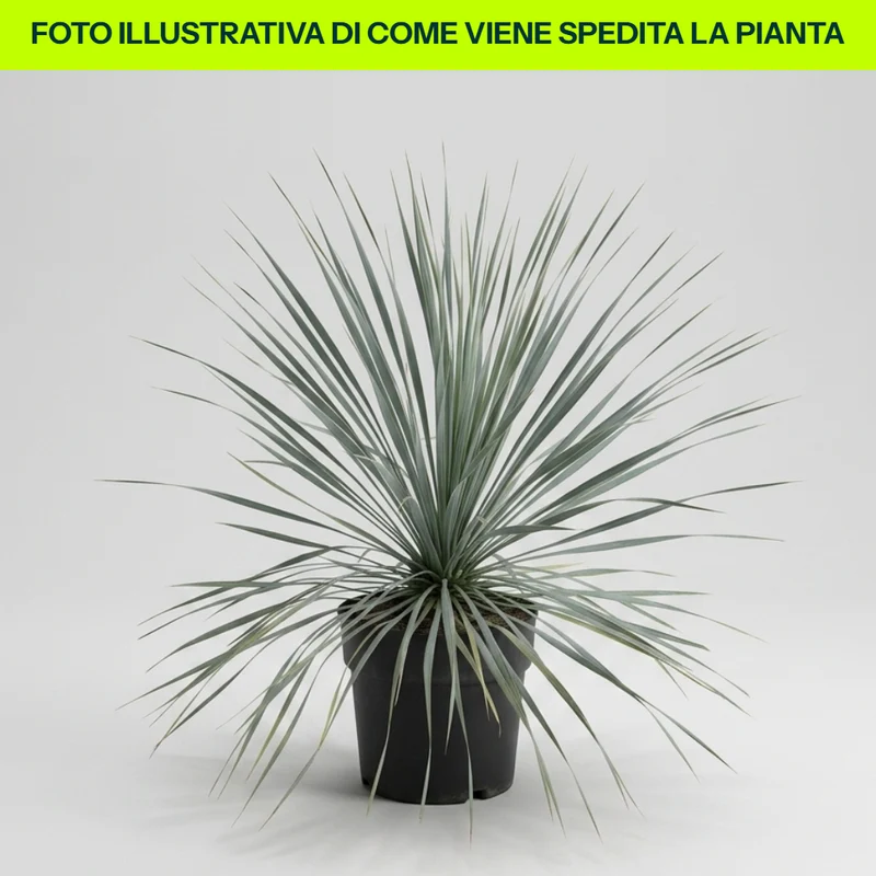 Yucca Rostrata in vaso da 24cm