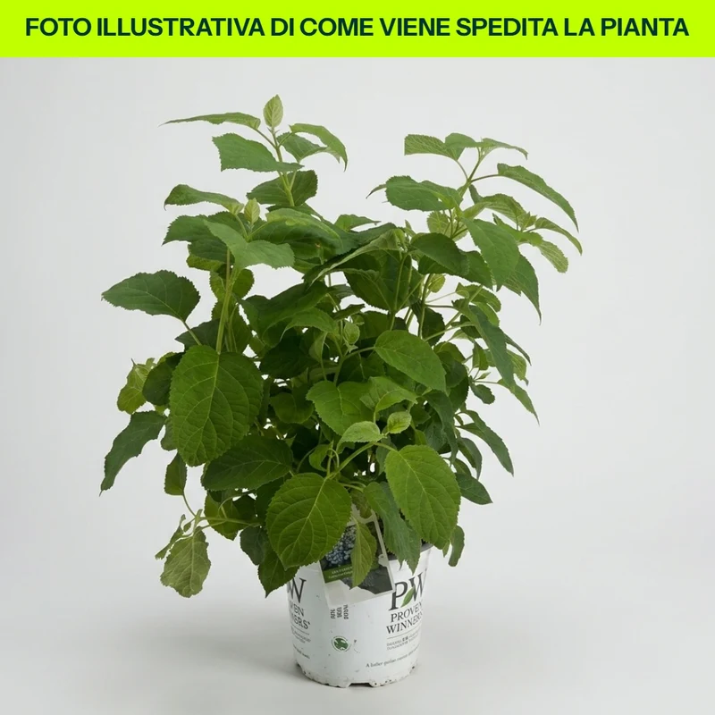 Hydrangea Strong Annabelle in vaso da 18cm