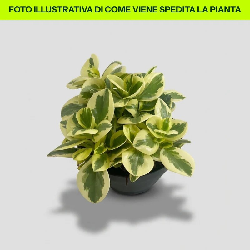 Peperomia Obtusifolia Bicolor in ciotola da 17cm