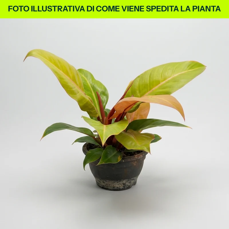 PHILODENDRON PRINCE OF ORANGE IN CIOTOLA DA 16CM