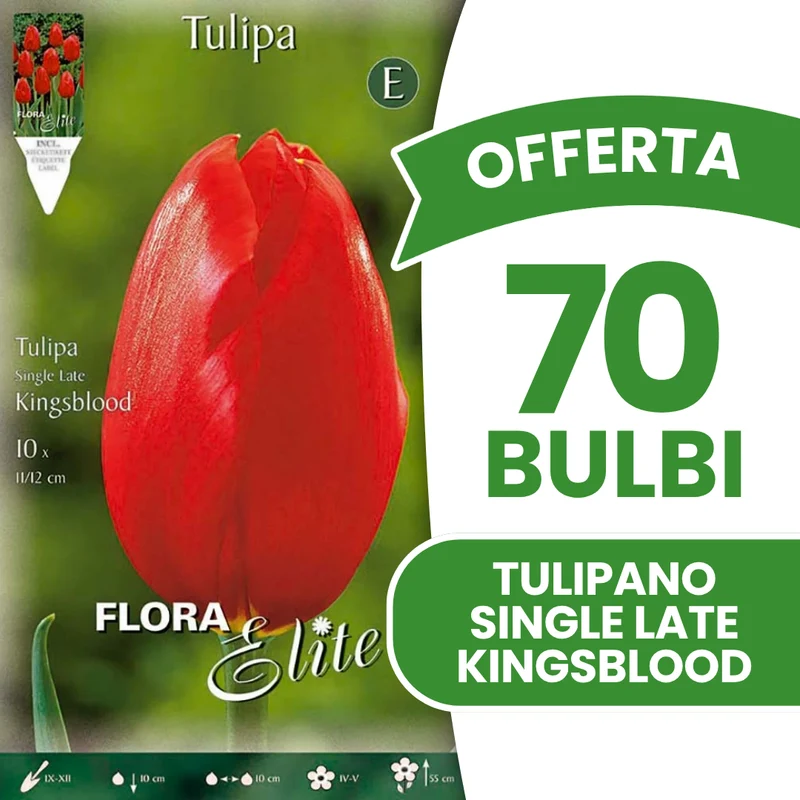 Offerta 70 Bulbi di Tulipano Single Late Kingsblood