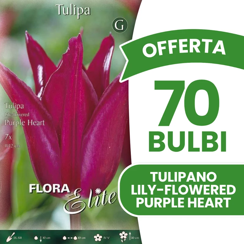 Offerta 70 Bulbi di Tulipano Fiore di Giglio Purple Heart