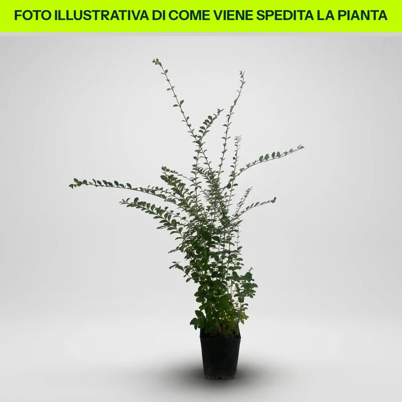 Ligustrum in vaso da 12cm