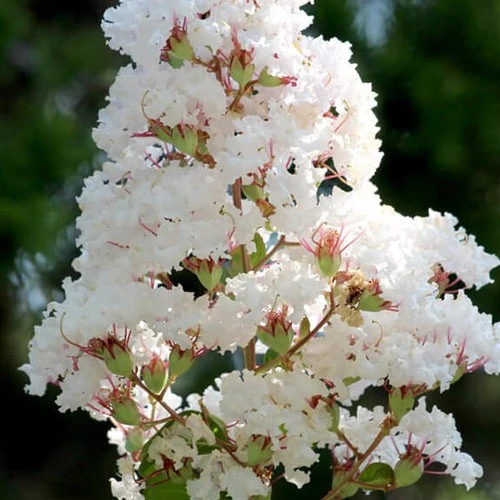 LAGERSTROEMIA INDICA BIANCA FOGLIAME ROSSO VASO 18CM