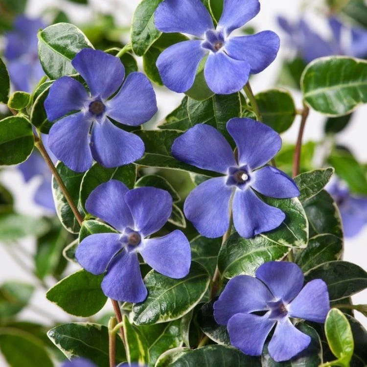 VINCA RALPH SHUGERT IN VASO 15CM