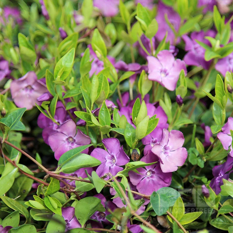VINCA VIOLA ATROPURPUREA IN VASO 15CM