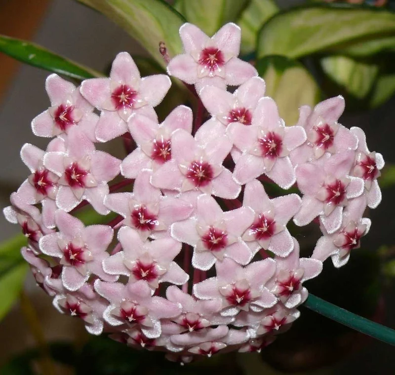 HOYA CARNOSA TRICOLOR FIORE DI CERA VASO 9CM