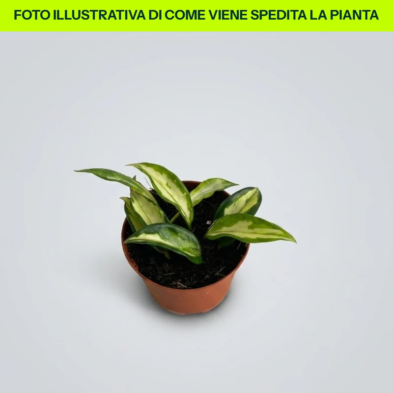 HOYA CARNOSA TRICOLOR FIORE DI CERA VASO 9CM