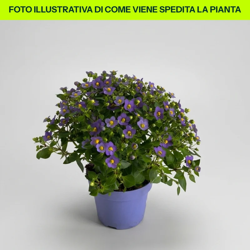 EXACUM SAPPHIRE KANDY BLU VASO 13CM