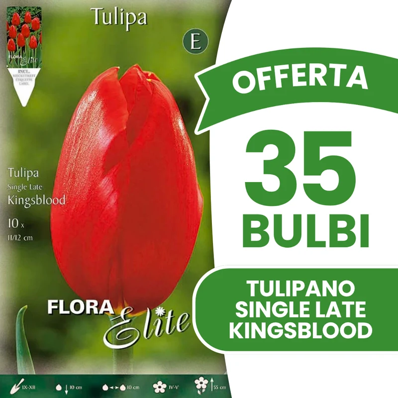 Offerta 35 Bulbi di Tulipano Single Late Kingsblood