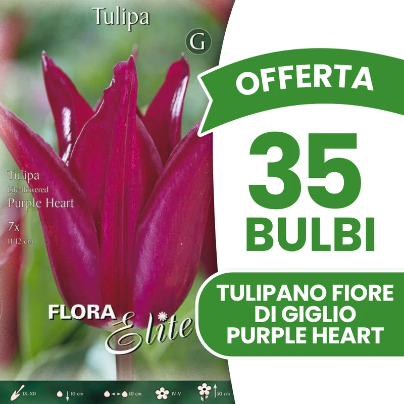 Offerta 35 Bulbi di Tulipano Fiore di Giglio Purple Heart