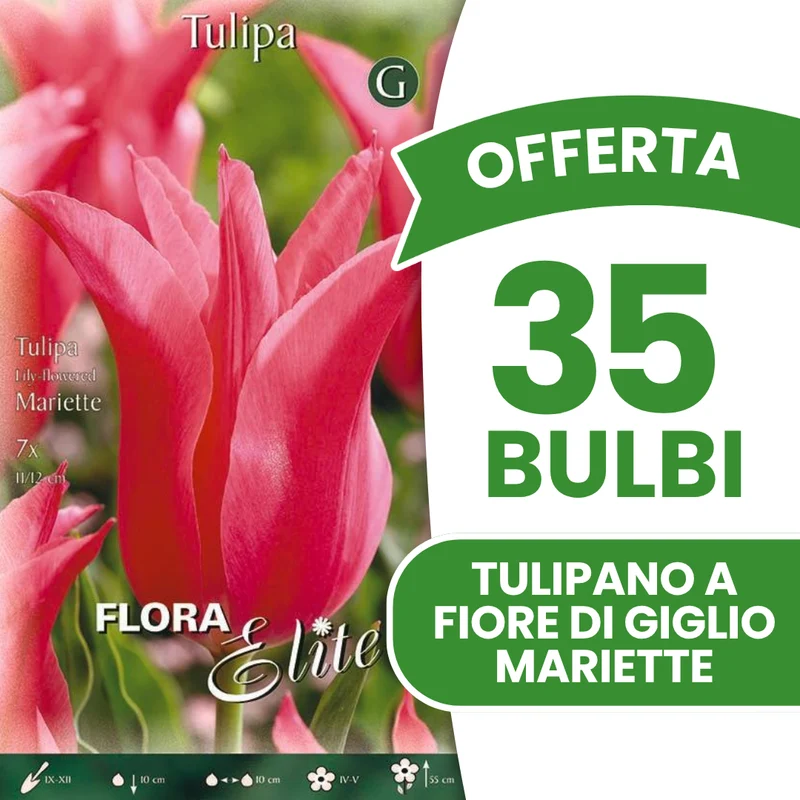 Offerta 35 Bulbi Tulipano a Fiore di Giglio Mariette