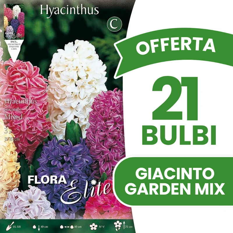 OFFERTA 21 BULBI DI GIACINTO GARDEN MIX DI COLORI