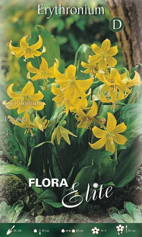 Bulbi da Fiore Erythronium Pagoda 3 Bulbi