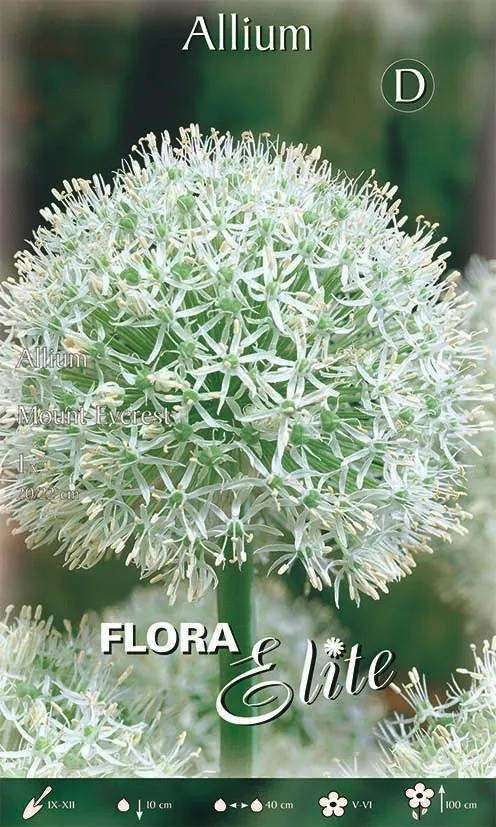 Bulbo di Allium Mount Everest