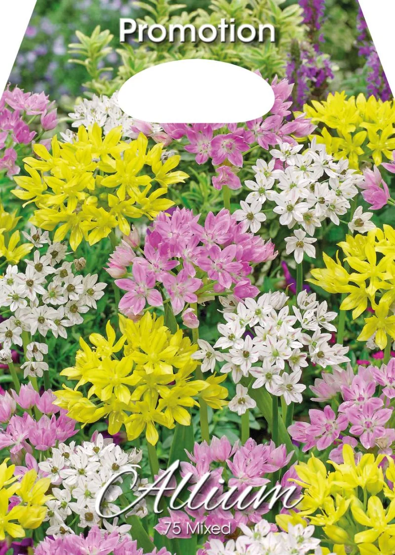Bulbi di Allium Misti 75 Bulbi
