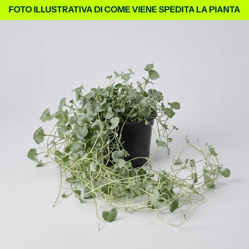 Dichondra Silver in vaso da 12cm