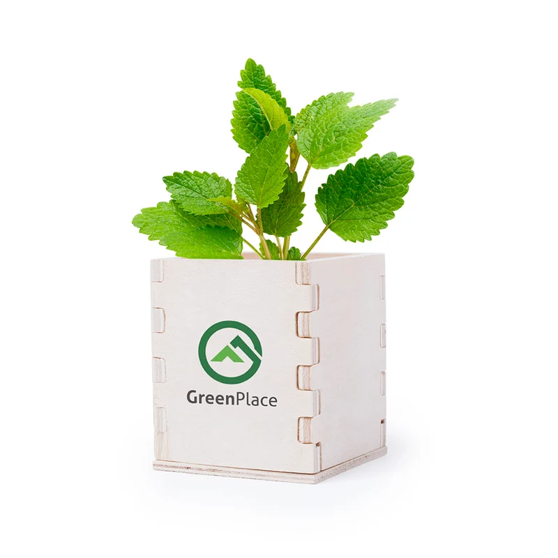 Pot de fleur biodégradable, 6-8 graines de menthe MERIN