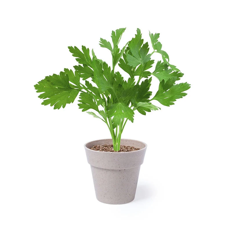 Lot de 2 pots de fleurs avec graines NERTEL