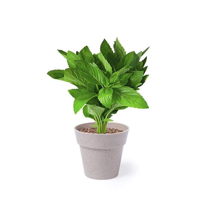 Lot de 2 pots de fleurs avec graines NERTEL