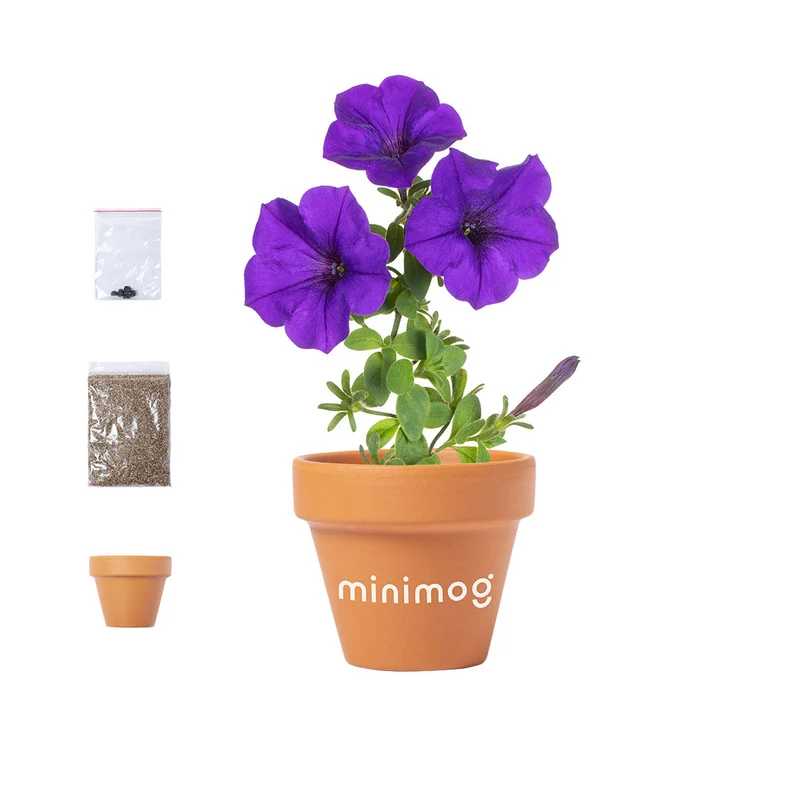Pot de fleurs avec 5-8 graines de pétunia SOLTAX