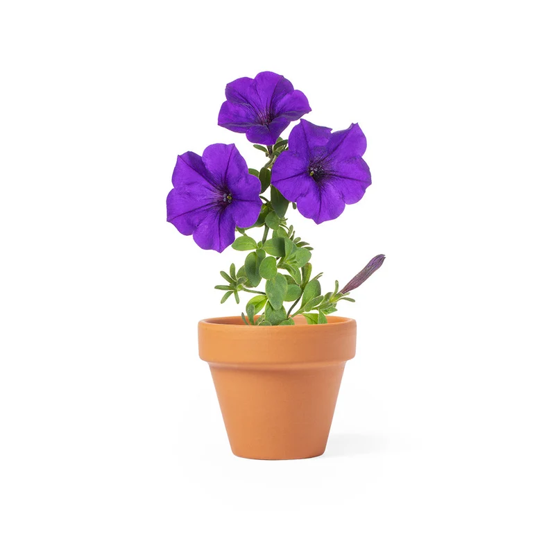 Pot de fleurs avec 5-8 graines de pétunia SOLTAX