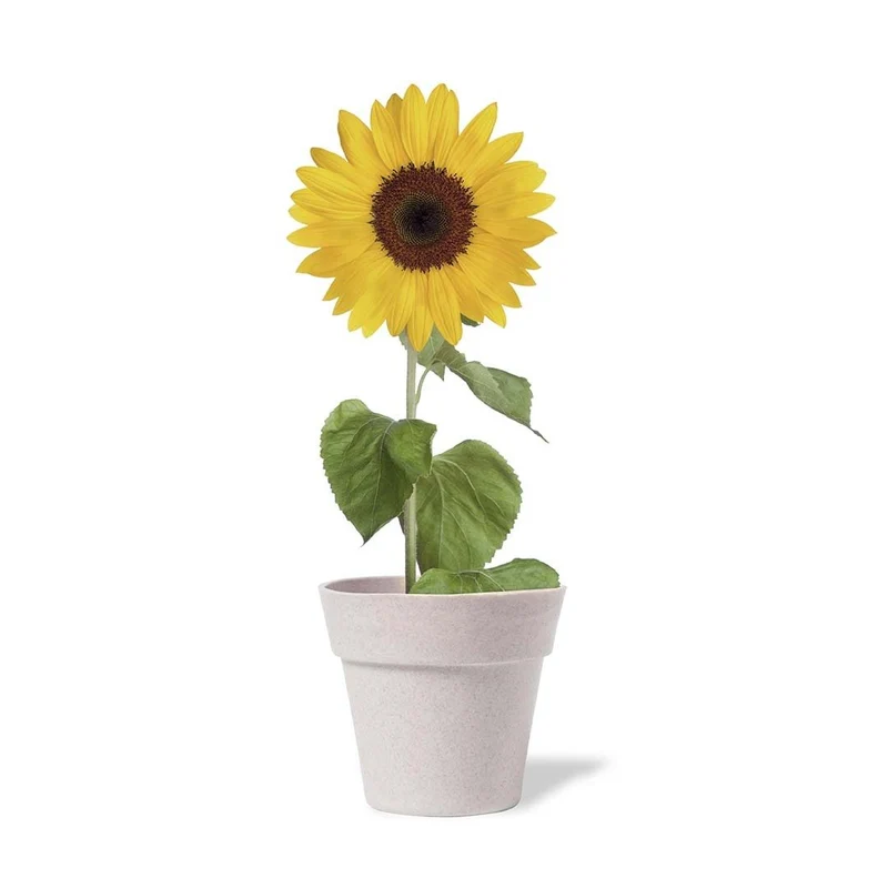 Pot de fleurs biodégradable avec graines de tournesol TUMIL