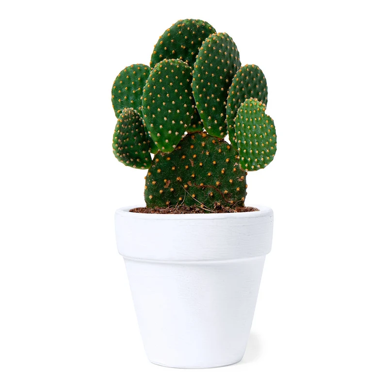 Pot de fleurs avec graines de cactus KONTE