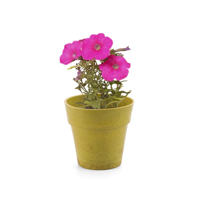 Pot de fleur biodégradable livré avec ses graines ADVERT