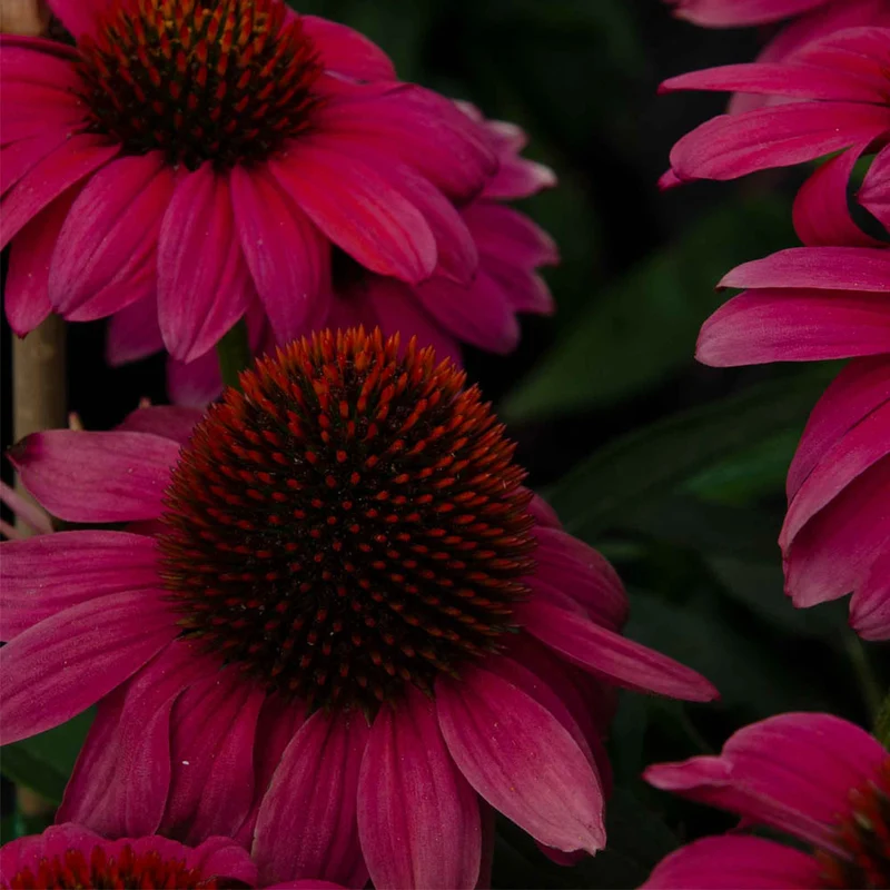 ECHINACEA IN VASO DA 20CM COLORI ASSORTITI