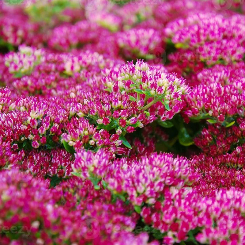 Sedum Spurium Spot On Deep Rose in vaso da 15cm