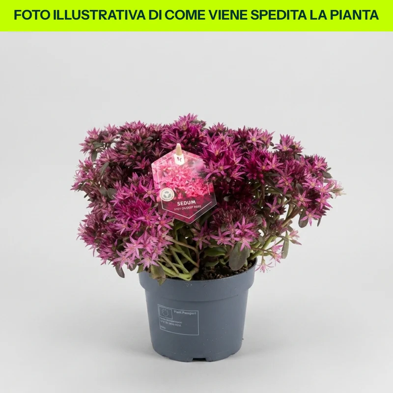 Sedum Spurium Spot On Deep Rose in vaso da 15cm