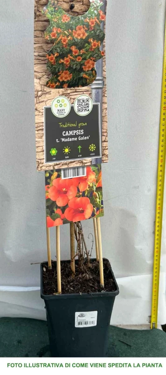 BIGNONIA CAMPSIS MADAME GALEN VASO 17CM