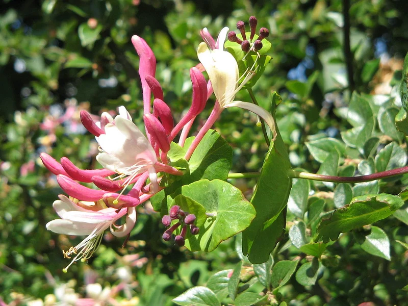 LONICERA CAPRIFOGLIO CAPRIFOLIUM IN VASO 17CM