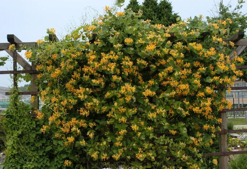 LONICERA CAPRIFOGLIO TELLMANNIANA VASO 17CM