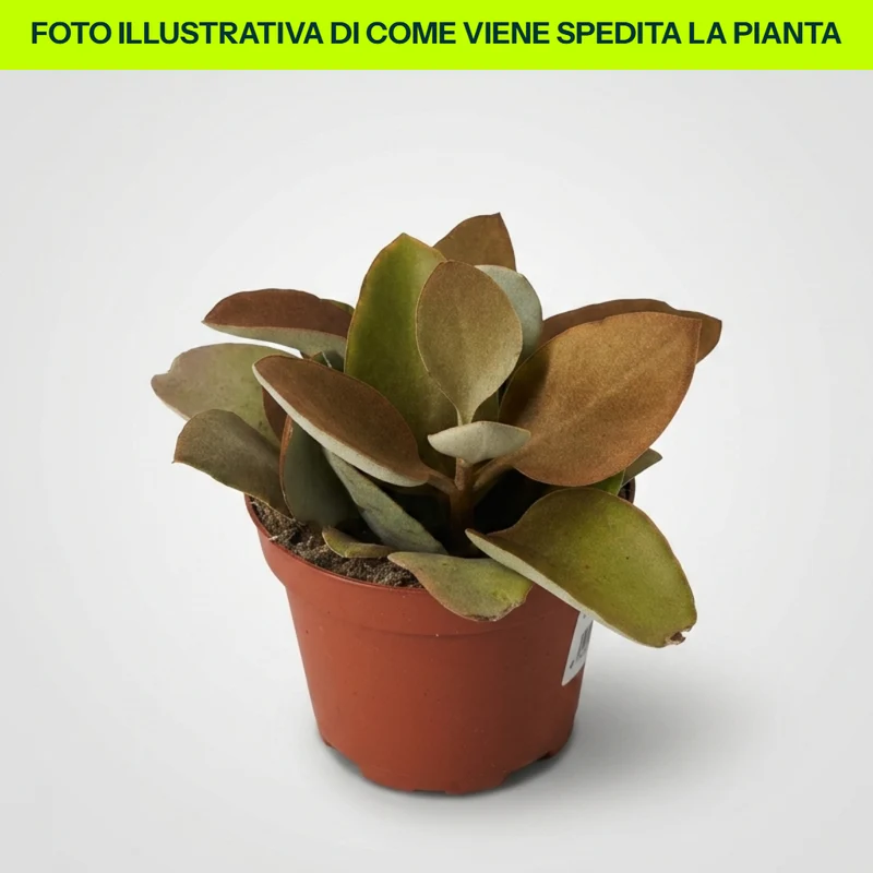 KALANCHOE THYRSIFLORA IN VASO 10,5CM