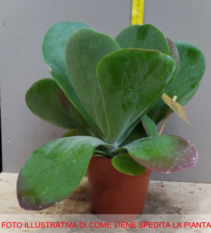 KALANCHOE THYRSIFLORA IN VASO 10,5CM