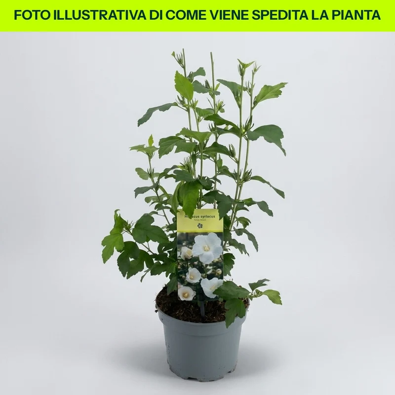 HIBISCUS IBISCO SYRIACUS TUTTO BIANCO SPECIOSUS IN VASO 19CM