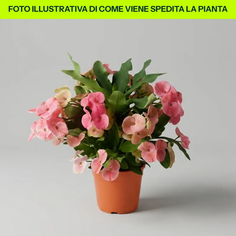 Euphorbia Charlotte in Vaso da 15cm