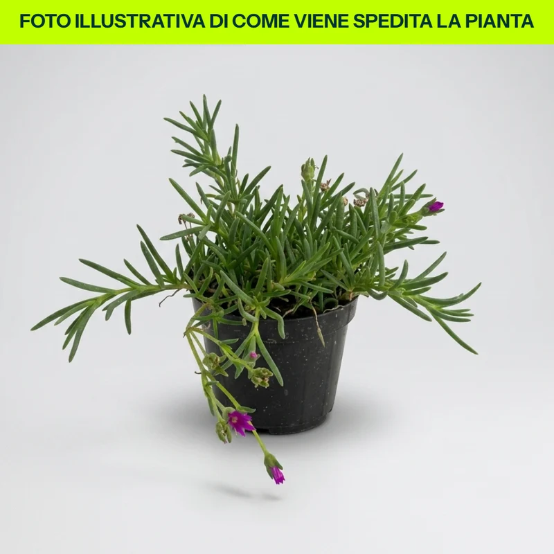 DELOSPERMA MESEMBRYANTHEMUM VASO 12/13CM FUCSIA