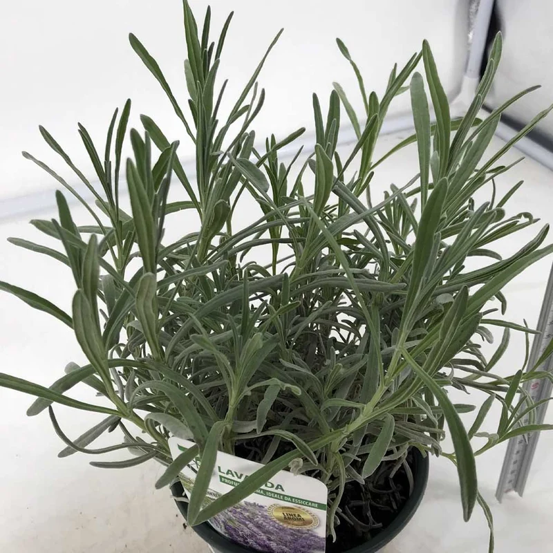 1 PIANTA DI LAVANDA VERA VASO 19CM