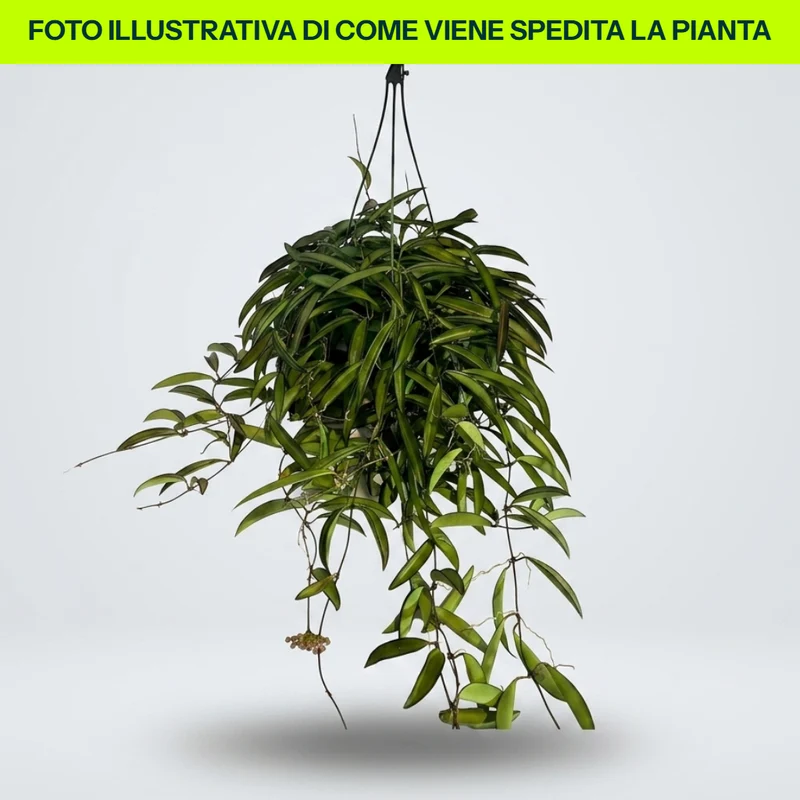 HOYA WAYETII FIORE DI CERA IN BASKET 15CM