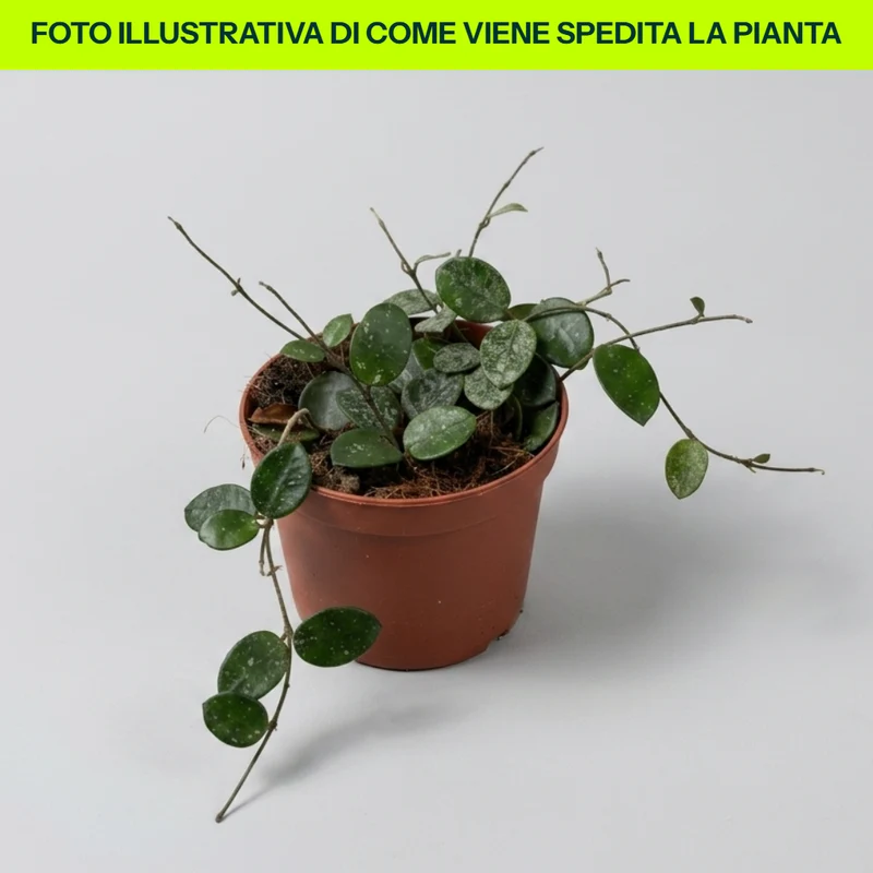 Hoya Mathilde Splash in vaso da 12cm