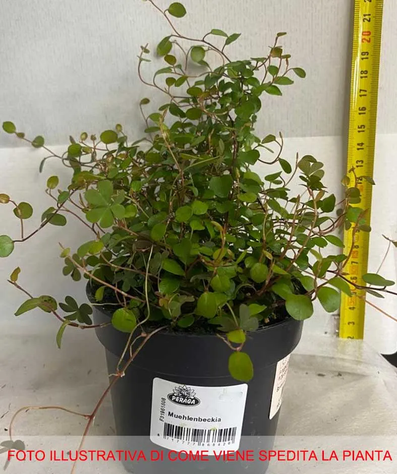 MUEHLENBECKIA COMPLEXA IN VASO 14CM