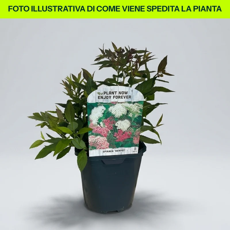 Spiraea Japonica Genpei in vaso da 15cm