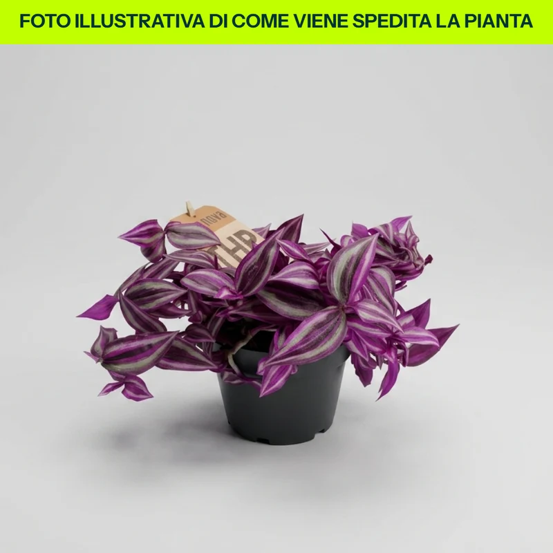 PIANTA TRADES.PINK PARADISE, VASO 14CM
