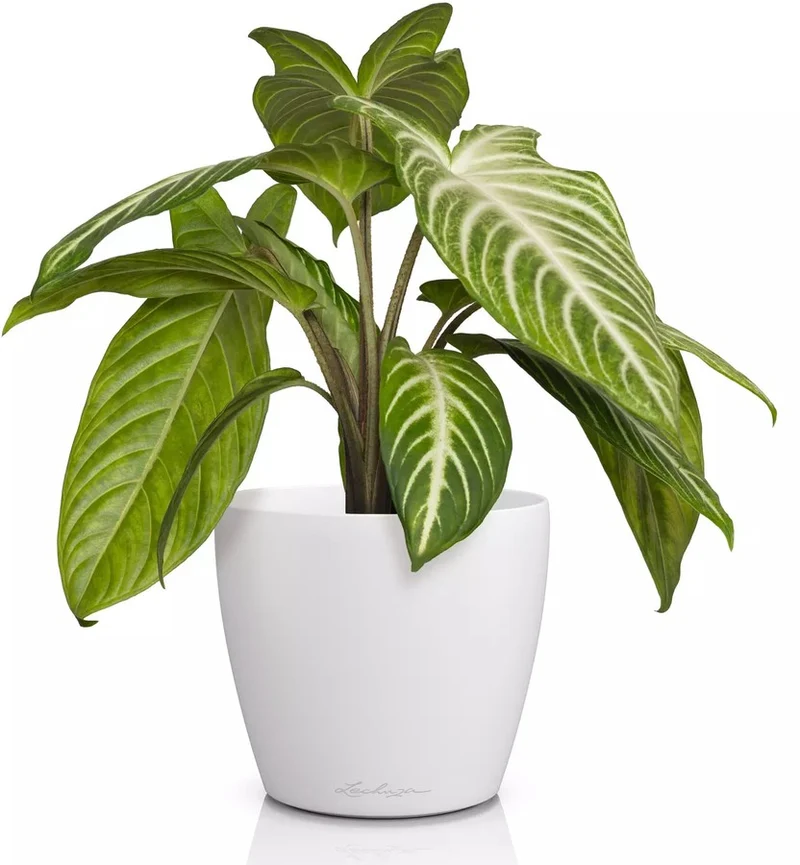 Vaso Classico "Deco 14" D15 H13.5CM Bianco Opaco LECHUZA