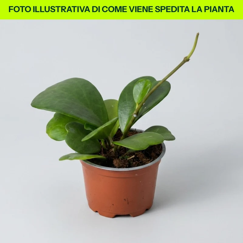 Hoya Kerry in vaso da 12cm