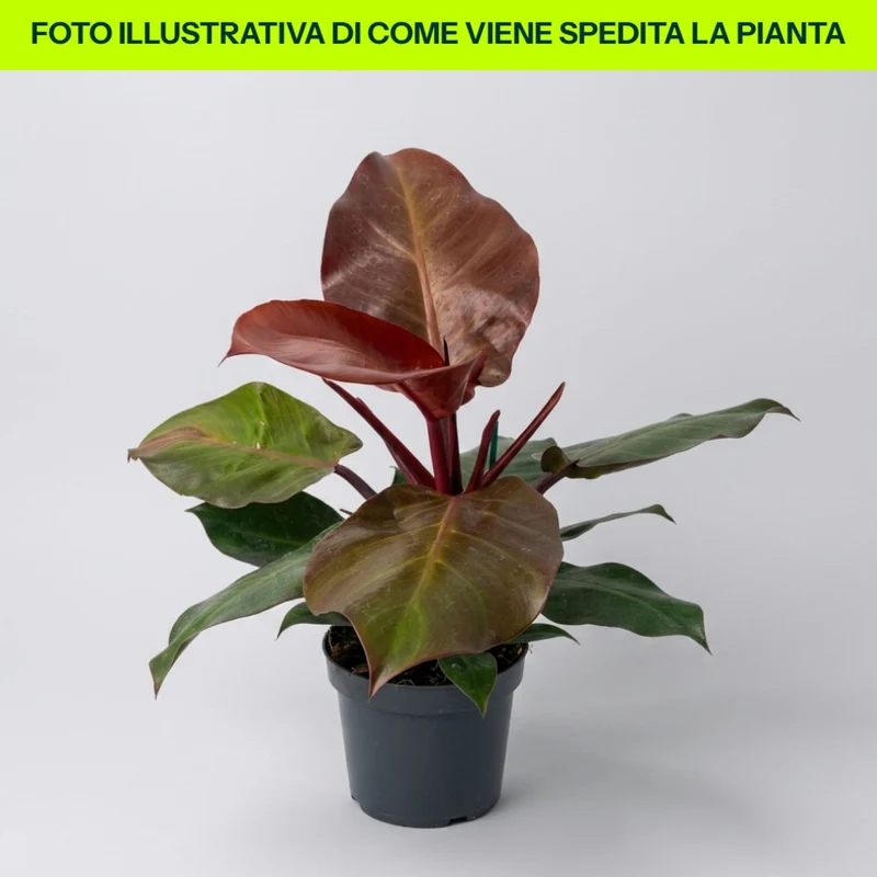 Philodendron Red Sun in vaso da 17cm